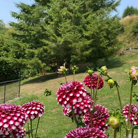 De Caractere Au Pied Du Puy Mary * Le Falgoux