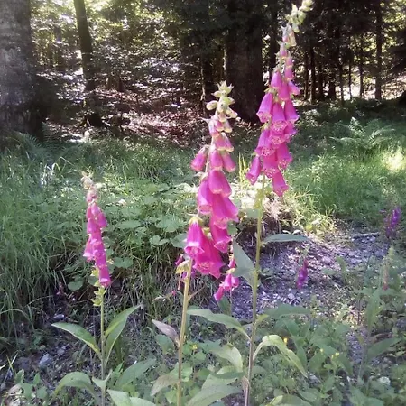 De Caractere Au Pied Du Puy Mary