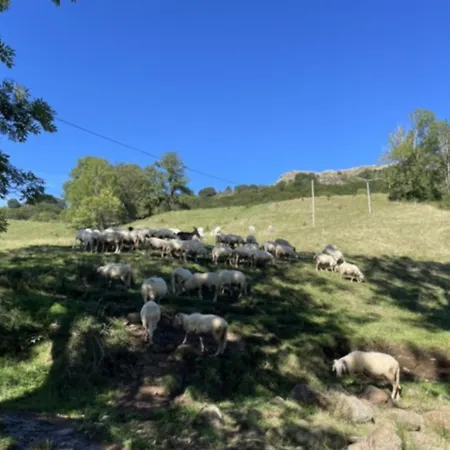 De Caractère Au Pied Du Puy Mary *