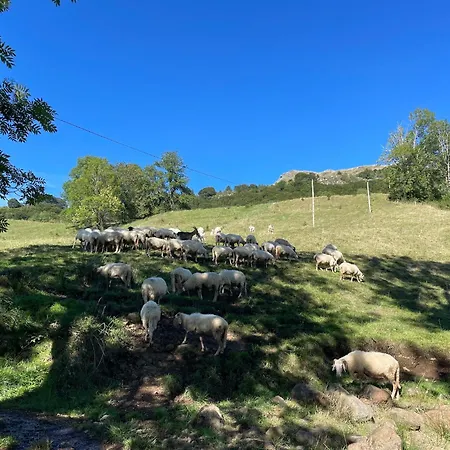 De Caractère Au Pied Du Puy Mary Le Falgoux