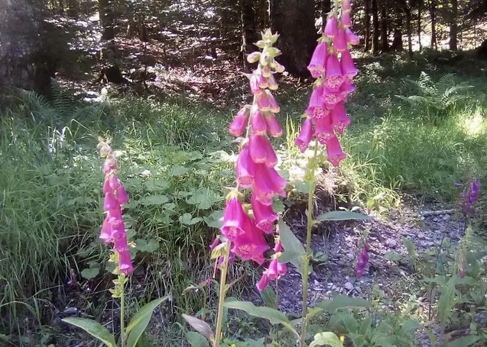 De Caractere Au Pied Du Puy Mary