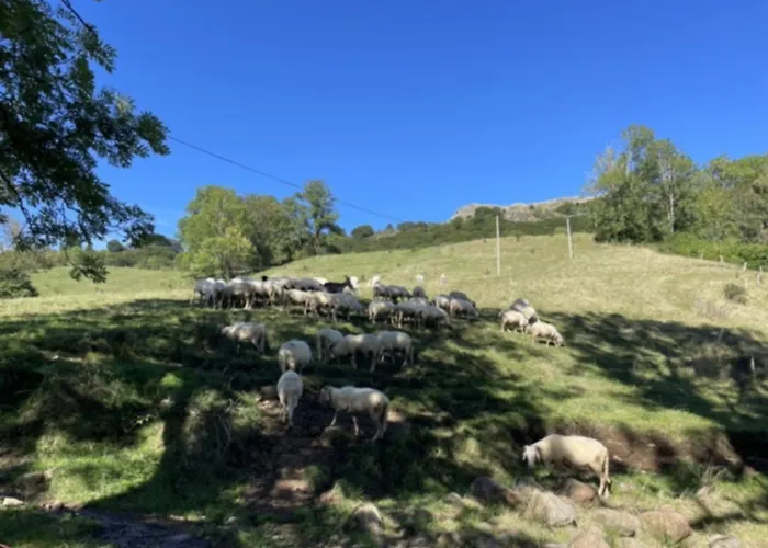 De Caractere Au Pied Du Puy Mary *